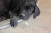  - mâle cane corso 6 mois lof