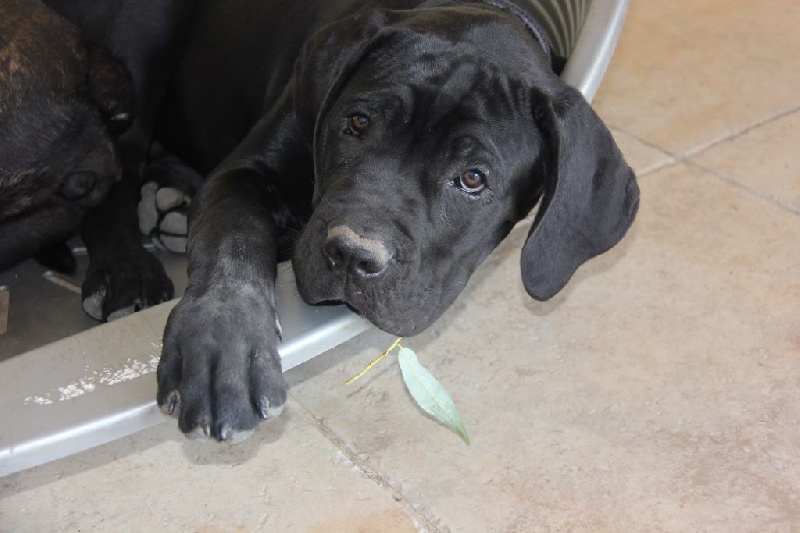 Du Chateau De Crangeat - Cane Corso - Portée née le 01/04/2015